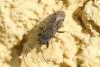 Peritrechus gracilicornis
